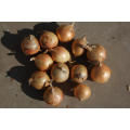 Exportación de buena calidad Fresh Chinese Yellow Onion